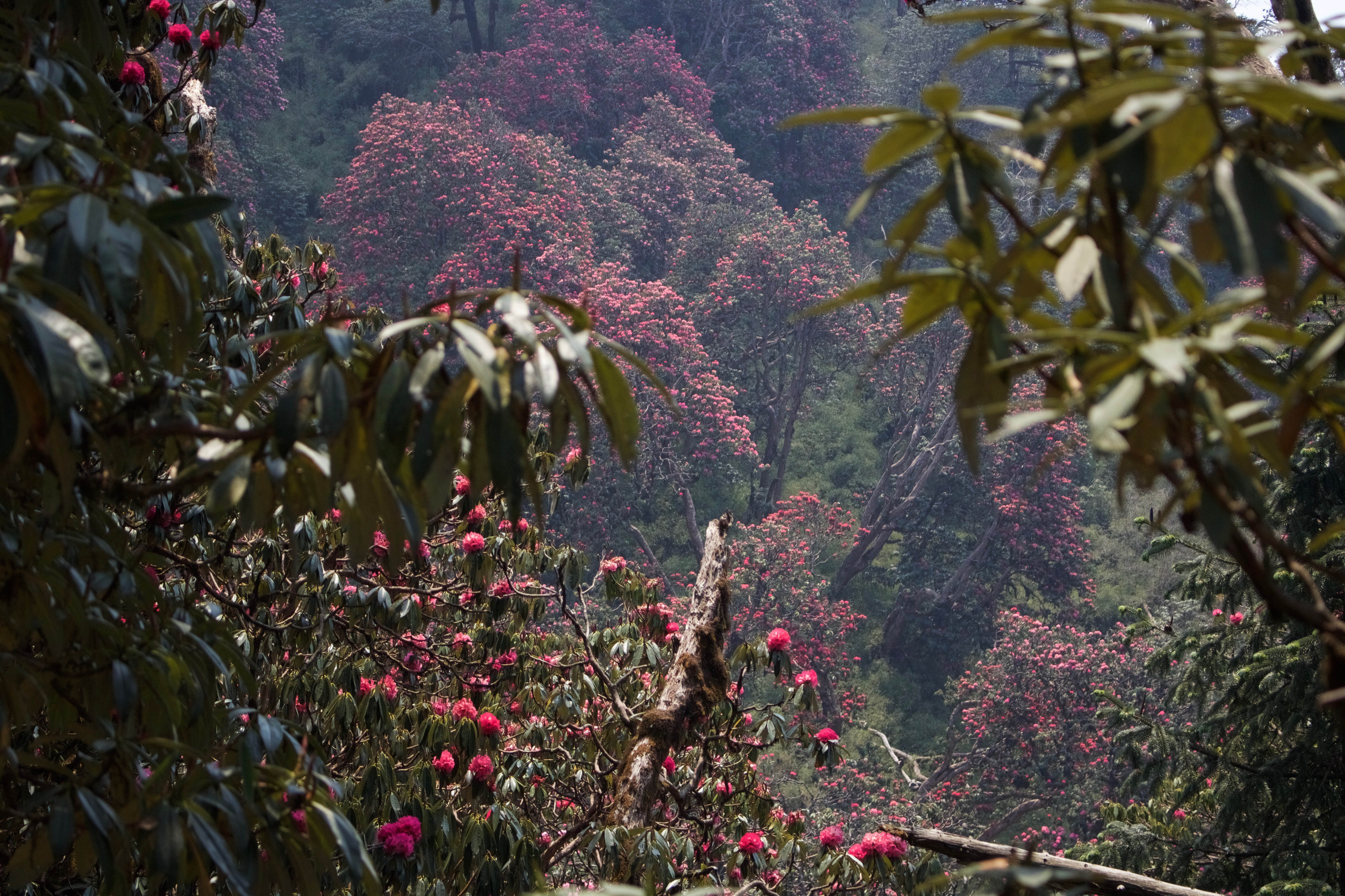 Ghorepani Poonhill Trekking - 11 Days